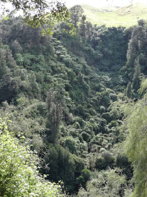 fern1.jpg