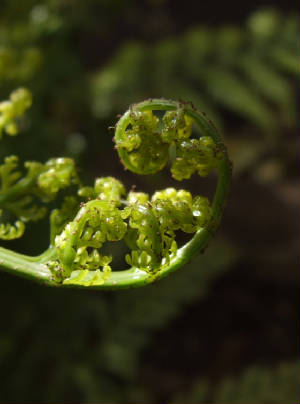 frond.jpg