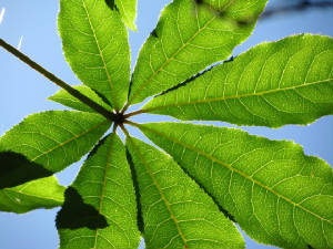 leaf2.jpg